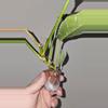 plant/Philodendron Ring of Fire-2-thumbnail