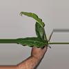 plant/Philodendron Ring of Fire-0-thumbnail