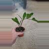 plant/Chameleon ZZ-1-thumbnail