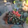 plant/Gymnocalycium Variegated 2.25 in pot-0-thumbnail