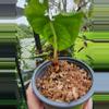 plant/🔥 SALE! Mature RG Dress clone-0-thumbnail