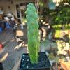 plant/Bobbie Cactus Variegated 5 to 6 in tall-0-thumbnail