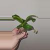 plant/Nepenthes Alata - Carnivorous-1-thumbnail