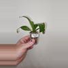 plant/Nepenthes Alata - Carnivorous-0-thumbnail