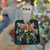 plant/Gymnocalycium Variegated 2.25 in pot-0-thumbnail