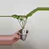 plant/Syngonium Red Spot Tricolor-3-thumbnail