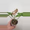 plant/Syngonium Red Spot Tricolor-2-thumbnail
