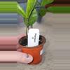 plant/Chameleon ZZ-3-thumbnail