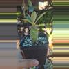 plant/Euphorbia Pachypodioides 3 to 3.5 in tall-1-thumbnail