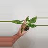 plant/Syngonium Red Spot Tricolor-0-thumbnail