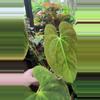 plant/🔥 SALE -RARE Flowering GY Pap-0-thumbnail