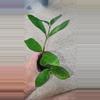 plant/Chameleon ZZ-0-thumbnail