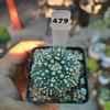 plant/Astrophytum Hanazono 2.25 in pot -0-thumbnail