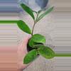 plant/Chameleon ZZ-2-thumbnail