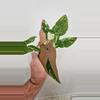 plant/Syngonium Red Spot Tricolor-1-thumbnail