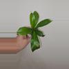 plant/Nepenthes Alata - Carnivorous-2-thumbnail