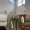 plant/Rat tail cactus fresh cuttings-0-thumbnail
