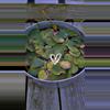 plant/Lotus seedlings-2-thumbnail
