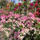 Anthuriumsanonymous2