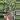 4” Hanging Pot (10 pack) thumbnail