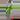 Syngonium NOID thumbnail