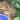 Unsexed Children’s Python (Antaresia childreni) thumbnail