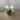 Mangurai Scindapsus thumbnail
