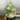 Mint Treubii Scindapsus thumbnail