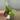 Rubicon Scindapsus thumbnail
