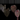Anthurium CarlaDress RLFS x Necromancer Dreamweaver seedling thumbnail