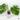 Monstera Deliciosa 'Green on Green' (GOG) Variegated (Large Form) *Grower's Choice* thumbnail