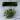 Altitude Exotics Premier Climbing Vine- Light Green thumbnail
