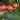 Pomegranate Wonderful “Punica Granatum” starter plant growers choice thumbnail