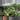 Ceratostema Zamorana Seedling thumbnail