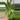 Philodendron Wend Imbe thumbnail