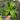 Dracaena Dragon Dorado 4” pot growers choice thumbnail