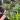 Rhoeo Oyster Plant 4” pot growers choice thumbnail