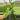 Alocasia Golden Dragon 4” pot growers choice thumbnail