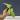 Philodendron, golden dragon, mint variegated thumbnail