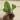 Hoya Fungii with new growth point thumbnail