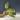 Philodendron Whipple Way Mint thumbnail