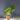 Syngonium  Chiapense variegated thumbnail