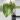Monstera ‘Jungle Mint’ thumbnail