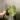Monstera White Monster thumbnail