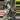 Aurea antoro corm thumbnail
