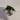 Rooted philodendron Brasil cuttings thumbnail
