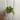Philodendron Paraiso Verde thumbnail