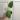Philodendron McDowell thumbnail