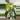 PL173: Monstera Albo thumbnail