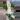 PL456: Monstera Albo FRESH IMPORT ships this week thumbnail
